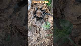 Tliltocatl verdezispider tarantulasoftheworld tarantulafeeding invertebrates tarantula animals [upl. by Nevarc470]