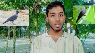 কাক এবং কোকিল নিয়ে সুন্দর গল্পkak and kokil er golpomotivational video [upl. by Schinica]