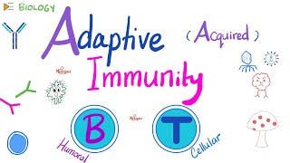 Adaptive Acquired Immunity  Immunology  Biology 🧬 of Immune System [upl. by Aibonez]