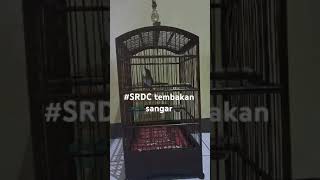 SRDC TEMBAKAN SANGAR [upl. by Norean398]