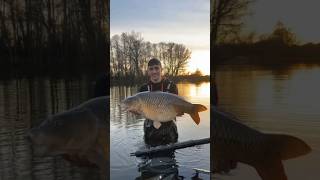 33lb  common carpbroadlands lakes Hampshirecarp fishing [upl. by Skiest]