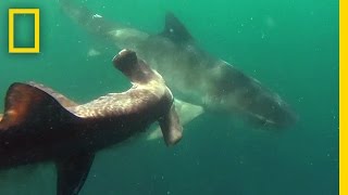 Tiger Shark vs Hammerhead Shark  National Geographic [upl. by Sinnylg]