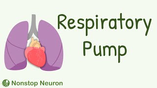 Respiratory Pump How Breathing Increases Venous Return [upl. by Allesor]