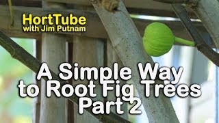 A Simple Way To Root Fig Trees Part 2  Update on Propagating Figs [upl. by Griseldis]