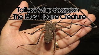 Tailless Whip Scorpion  The Most Bizarre Creature [upl. by Ynnhoj794]