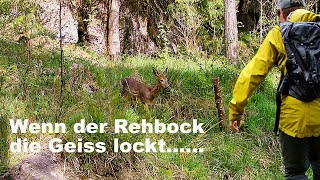 Rehbock lockt Geiss [upl. by Eneloj935]