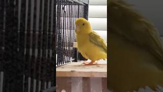 Teacup on top of nest box is she dancing babybird parrotlet pacificparrotlet tamed adorable [upl. by Atsahs965]