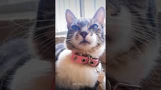 Bigotes de la buena suerte 🍀😸lithecat gatos viralshort catlover bigotesdegatos videosdegatos [upl. by Nyleimaj]