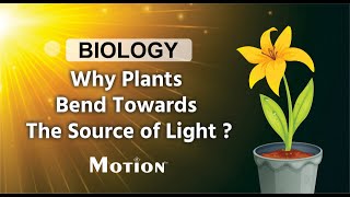 Phototropism Explained I Motion Foundation [upl. by Erastatus826]