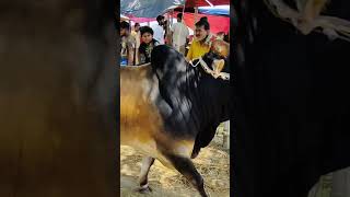 Wonderful 🫣🫣🫣🫣🫣 music art remix artist dance cow cowvlogsbd doglover bull zaziravlogbd [upl. by Nickolas]