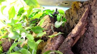 Anolis vermiculatus feeding [upl. by Nylakcaj]