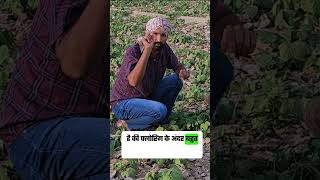 मूंग में थ्रिप्स का नियंत्रण  40 नुकसान moong thrips summit delegate मूंगकीखेती [upl. by Irec]