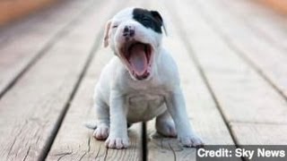 Human Yawns Are Contagious for Dogs [upl. by Swartz349]