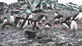 Antarctica  Penguin Chick Kill [upl. by Wolgast]