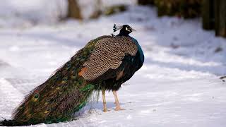 peacock in junglenaturelovers birds [upl. by Casey937]