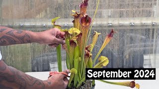 Carnivorous Plant Care for September 2024 [upl. by Anicnarf]