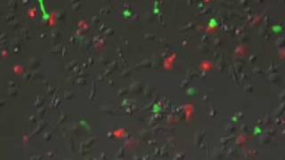 T cells migrating on ICAM1 [upl. by Annavahs]