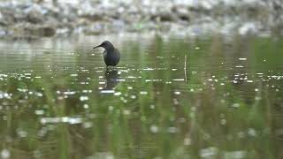 Water Rail Rallus aquaticus  ლაინა [upl. by Naida]