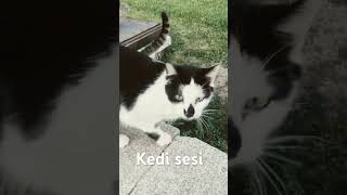 Sokak kedisi sesi cat kediplus kedisesi kedimamasi [upl. by Sabsay]