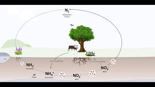 Der Stickstoffkreislauf [upl. by Shifra]