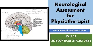 Part14  exploring Subcortical structures of BRAIN [upl. by Acinod597]