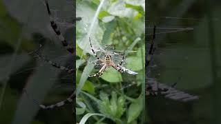 Argiope frelon  Argiope bruennichi Short [upl. by Vance]