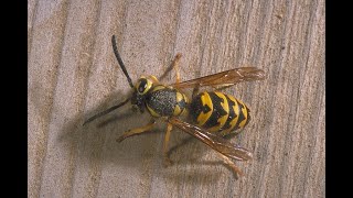 Distinguishing between yellowjackets wasps and look alikes [upl. by Sucirdor215]