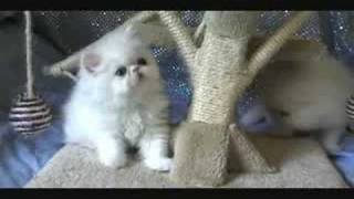 White Persian Kittens playing [upl. by Charlene561]