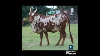 BARGUR COW MILK IS MEDICINE  DRSKSINGH CHANNEL JAI SHREERAM [upl. by Adnamas]