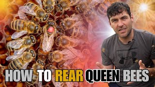 Simple Method To Raise Queen Bees [upl. by Nela]