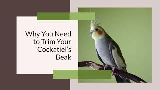 How to Trim a Cockatiel’s Beak [upl. by Rehsu699]