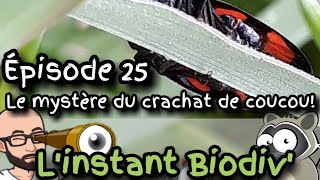 Ep25 Le mystère du crachat de coucou [upl. by Llenrac356]