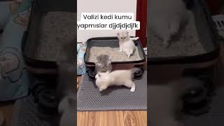 Valizi kedi kumu yapmışlar 😻😂 catlovers kedi köpek kedikumu 🎥mail [upl. by Assedo]