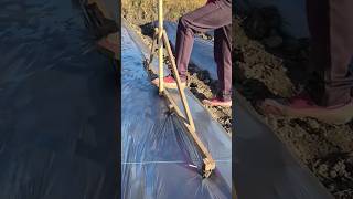 The process of marking and piercing holes for planting cabbage [upl. by Emylee702]