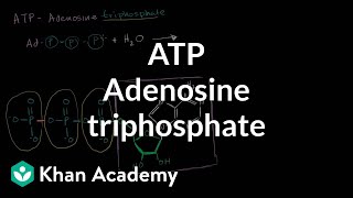 ATP Adenosine triphosphate  Energy and enzymes  Biology  Khan Academy [upl. by Notrub]