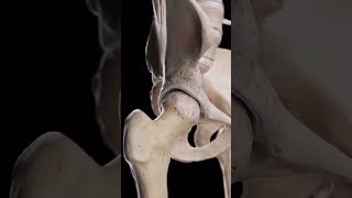 Hip Arthrosis When the Hip Joint Wears Down 🦴📚🥼 medical doctor ortho bone shortvideo video [upl. by Madelina]