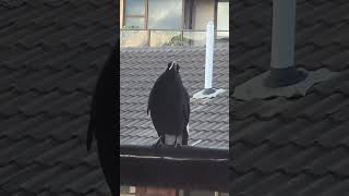 Currawong Visitor  24th November 2022 [upl. by Nanji]