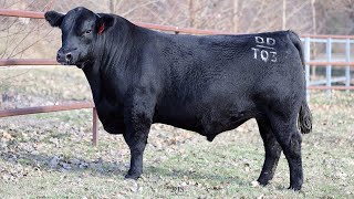 Lot 1 BRU22T3 Hillview Angus 2024 [upl. by Abra]