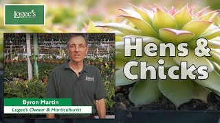 Hens and Chicks Plant  How to Grow and Care for Gold Nugget Hens and Chicks [upl. by Yllim369]