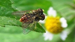 Syrphid Flies  Hover Flies mating Toxomerus marginatus [upl. by Davita]