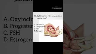 Reproductive system  Human reproduction reproduction mcq anatomy neet cee [upl. by Esinrahc]