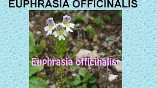 EUPHRASIA OFFICINALIS  ΑΝΤΙΜΕΤΩΠΙΣΗ ΟΞΕΩΝ ΚΑΤΑΣΤΑΣΕΩΝ ΜΕ ΟΜΟΙΟΠΑΘΗΤΙΚΗ [upl. by Ruella]