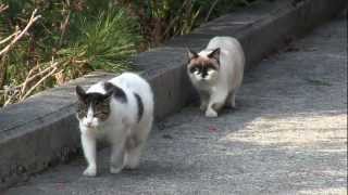 猫 だるまさんが転んだ Stalking Cat  Funny Cats [upl. by Norrab]