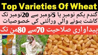 Wheat Varities Sowing In November Wheat top 4varities Maximum YieldWheat approved Varities 2024 [upl. by Boarer]