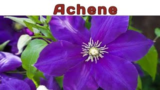 Achene achene fruit simple caryopsis clematis pericarp testa [upl. by Kashden]