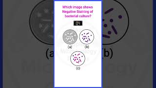 Quiz17  Bacterial culture staining microbiologystainingmicrobiologymcq bacteriologyshorts [upl. by Wu]