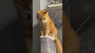 POV when your cat is sitting somewhere and looks like Simba [upl. by Niletac]