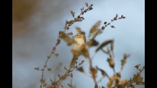 Isabelline  Redtailed Shrike Bempton Cliffs RSPB East Yorkshire 41024 [upl. by Nnasor389]