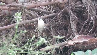 MVI 0290 Indian Silverbill feeding MysoreDMW 06071124 [upl. by Asnerek]