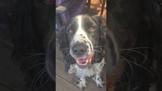 Maggie the Springer Spaniel 🥰❤️ springerspaniel [upl. by Newlin]